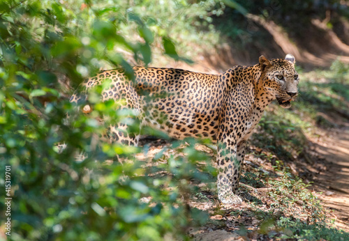 beautiful sri lankan male leopard (Panthera pardus kotiya) in wilpattu national park sri lanka in its natural wild habitat photo