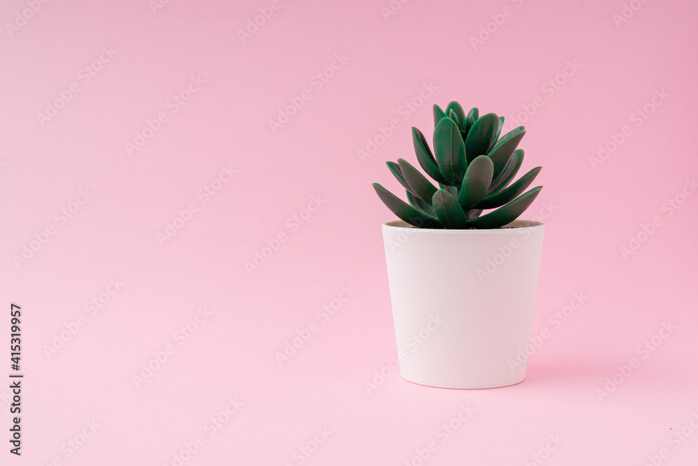 The Pachyphytum Compactum plant in a white vase on light pink background with a copy space. The Pachyphytum Compactum plant in a white vase on light pink background with a copy space.