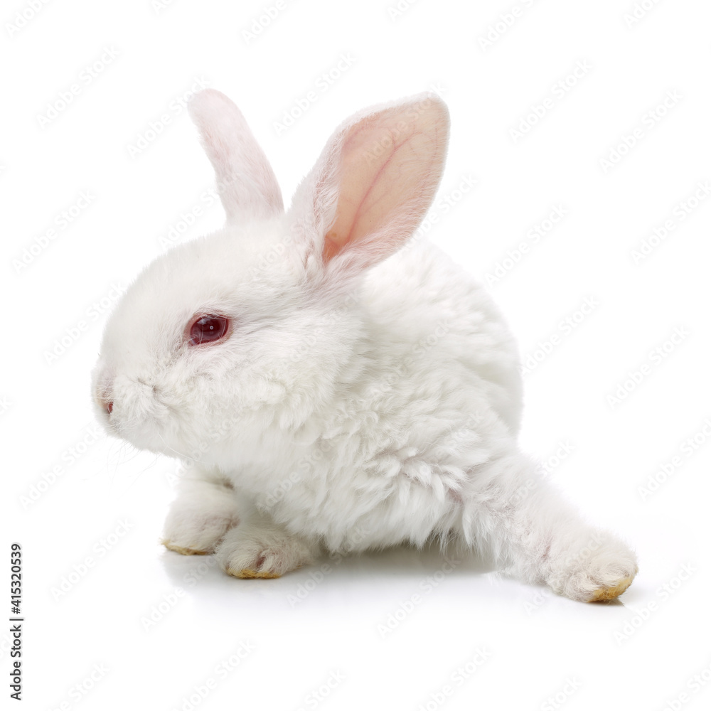 Fototapeta premium Cute white baby rabbit on white background