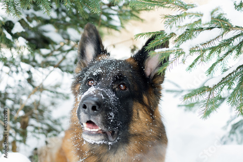 Portrait of a German Shepherd in the Spruce Forest. Portrait of a dog close-up on the tree branches. Beautiful shepherd walking in the winter in the forest.