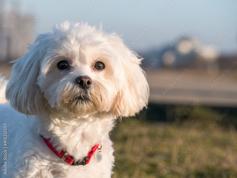Detail portrait with a cute small Maltese or Bichon puppy dog looking at the camera