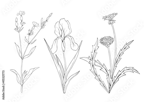 Wild flowers isolated vector set. Black and white art line.