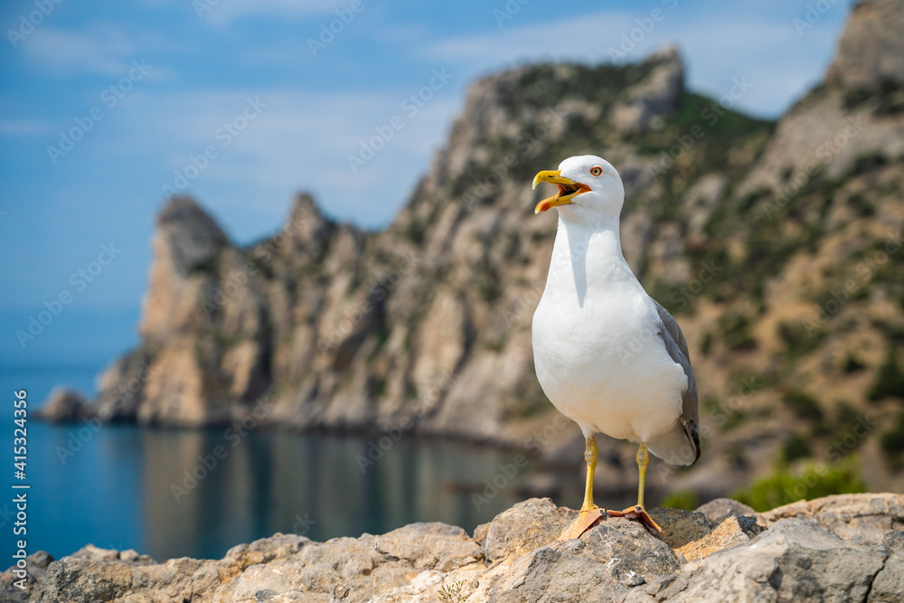 Seagull standing with a funny face looking Seagull standing with a funny face looking