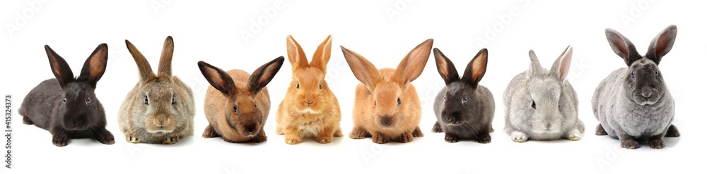 brown bunny rabbits isolated on white background brown bunny rabbits isolated on white background
