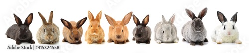 rabbits isolated on white background