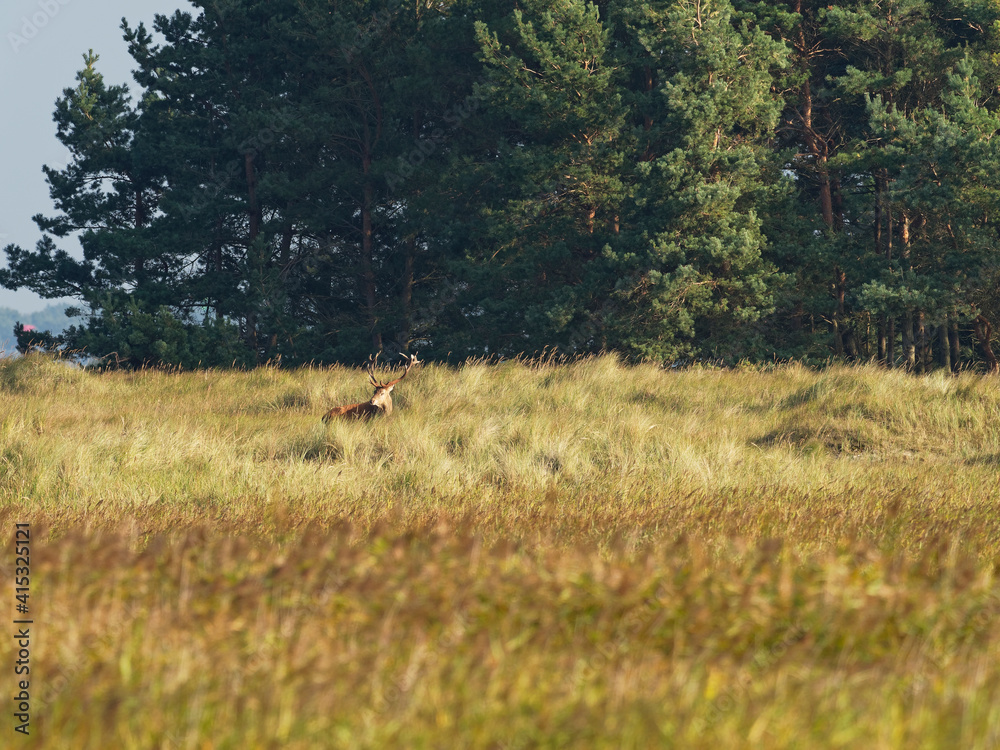 Brunftzeit bei den Rothirschen, Cervus elaphus Brunftzeit bei den Rothirschen, Cervus elaphus
