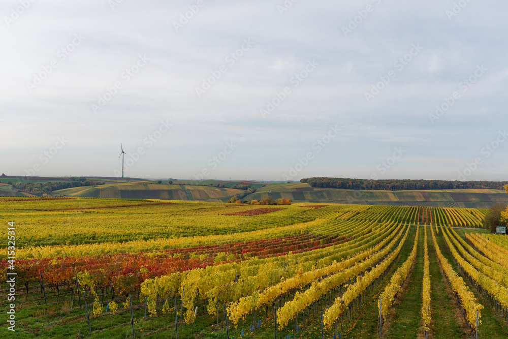 Fototapeta premium Weinberge auf der Weininsel zwischen Sommerach und Nordheim am Main an der Vokacher Mainschleife, Landkreis Kitzingen, Unterfranken, Franken, Bayern, Deutschland