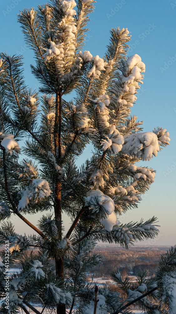 New spruce in the snake frosty weather. Blue sky.