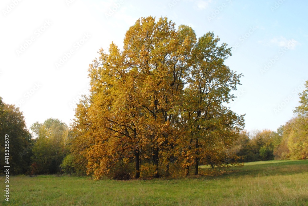 autumn trees in the park