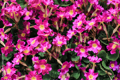 Primrose (primula vulgaris) blossom. Pink and yellow flower. Natural floral spring background.