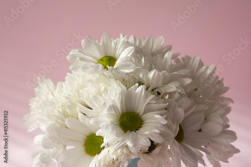 White chrysanthemum flowers on pink background