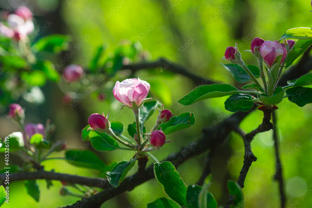 Magnolian tree blossom. Spring flowers. Nature springtime blooming trees.