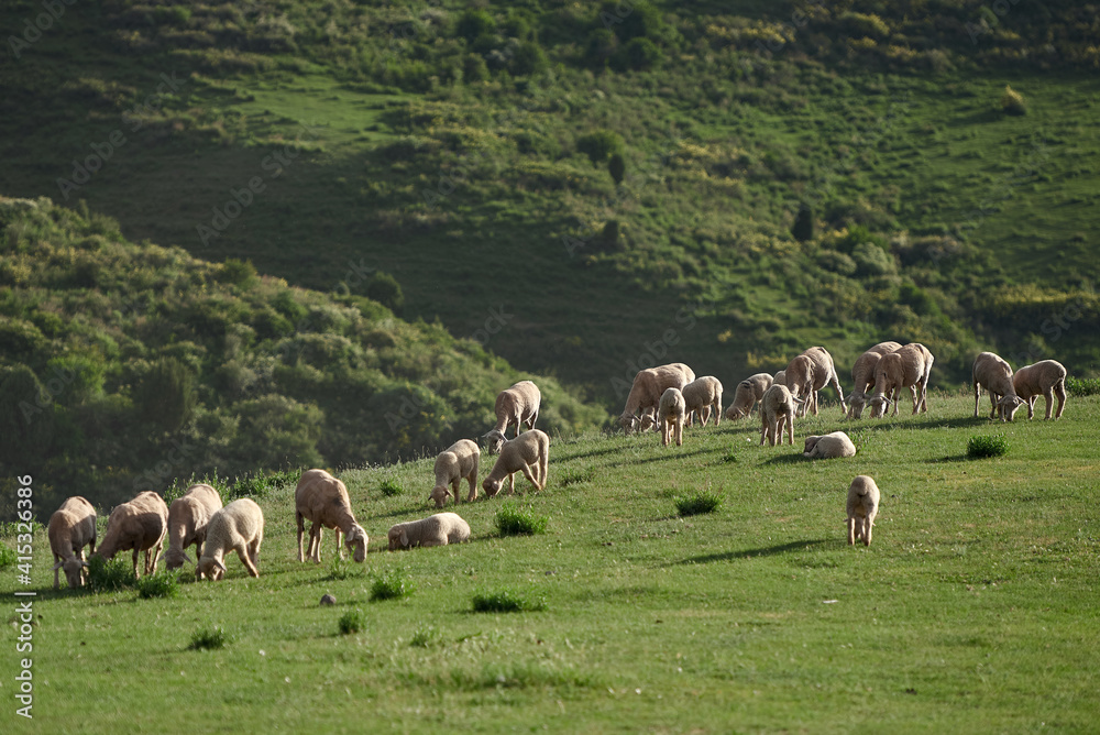Sheeps grazing in the middle of field in the evening light in the mountains