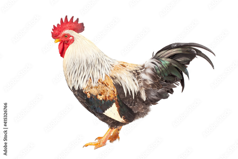 Fototapeta premium rooster standing on white background.