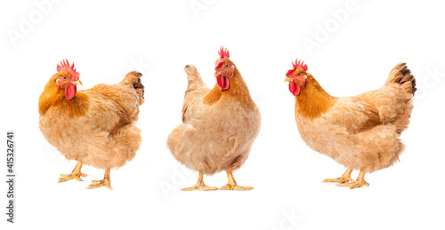 Photographie hen standing on white background.