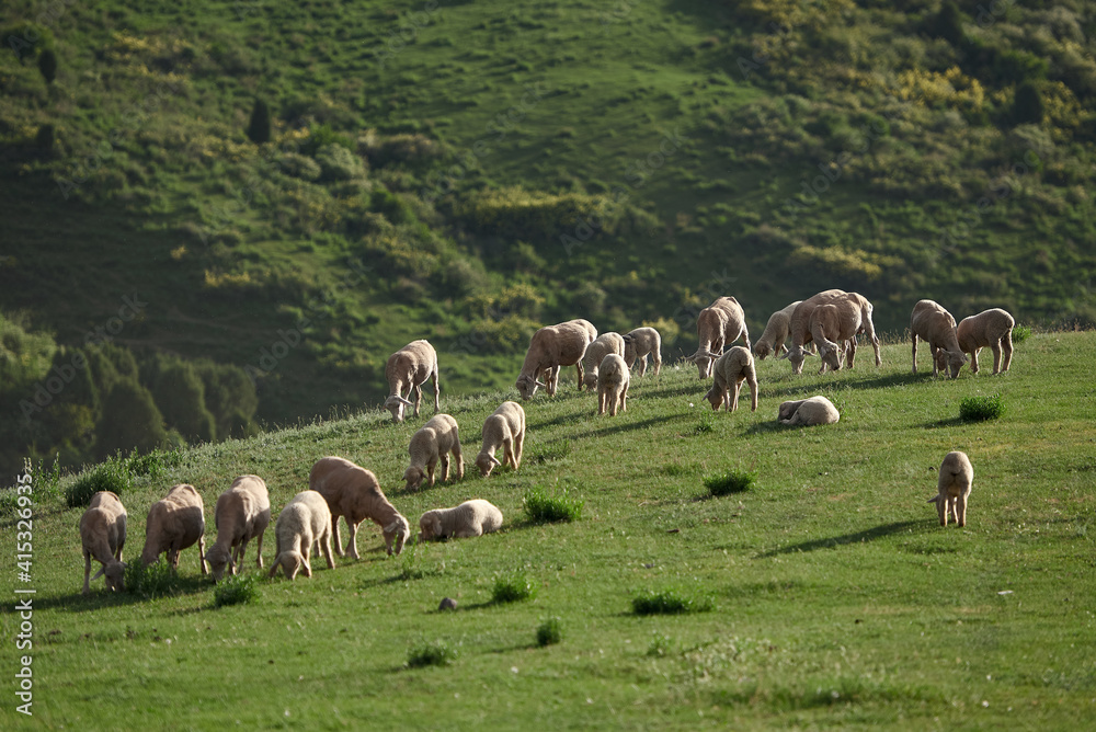 Fototapeta premium Sheeps grazing in the middle of field in the evening light in the mountains