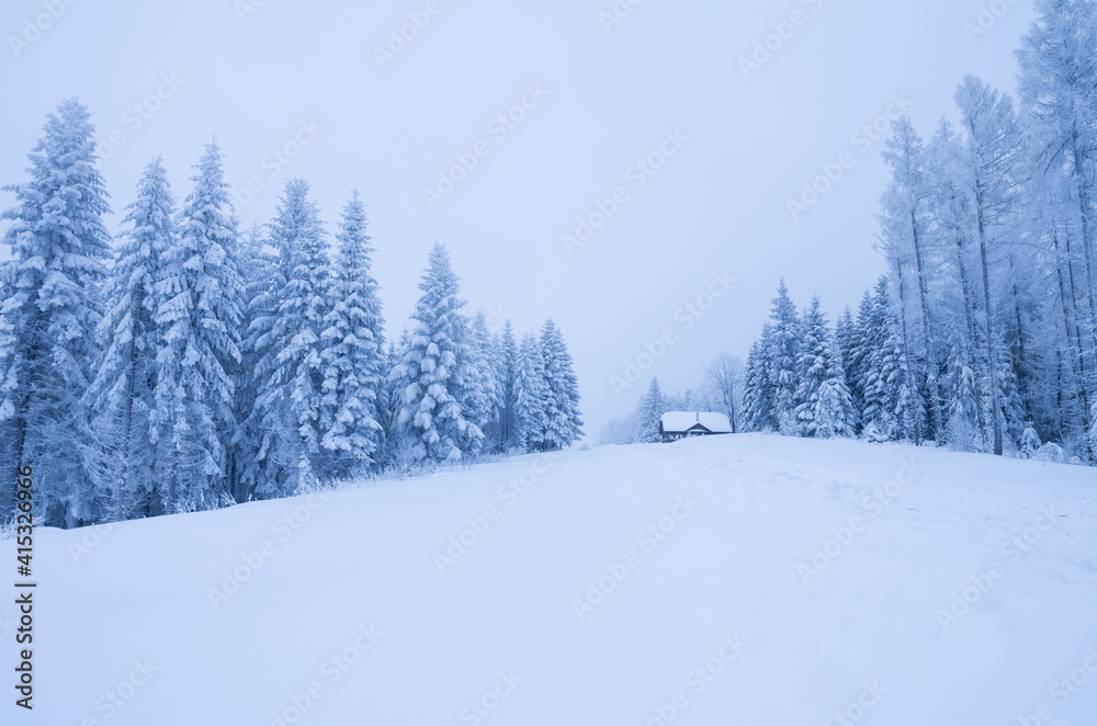 winter forest in the snow winter forest in the snow