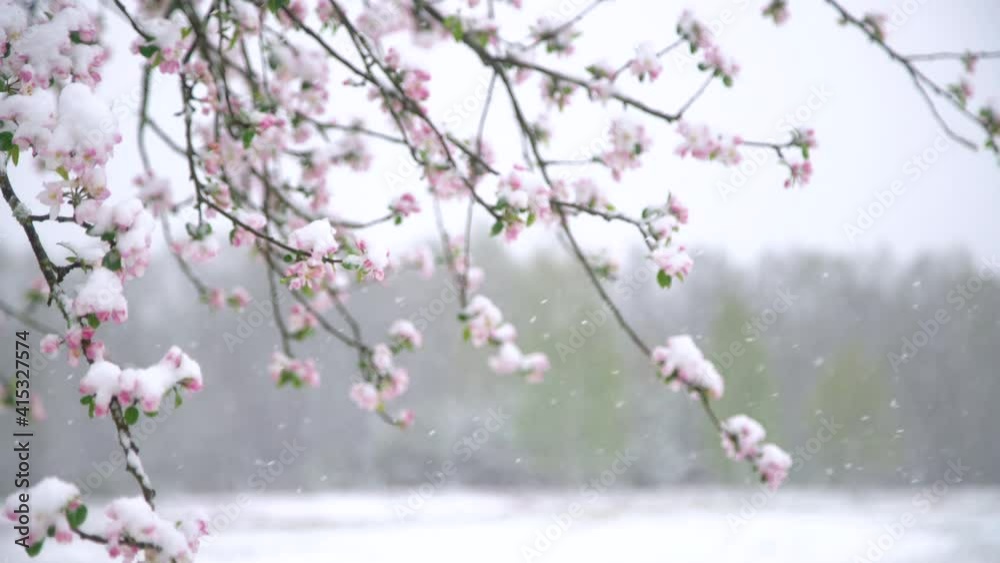 Apple tree blossoms covered in snow during unexpected snowfall in spring. Blooming flowers freezing under white snow in the garden. Apple tree blossoms covered in snow during unexpected snowfall in spring. Blooming flowers freezing under white snow in the garden.