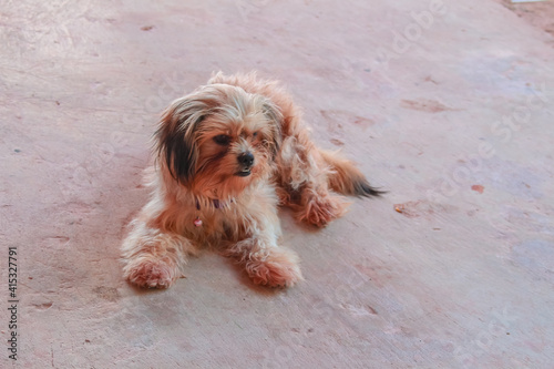 The happiness of the dog at my house