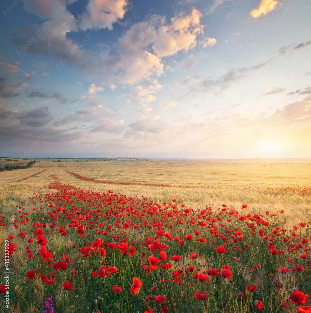 Meadow of wheat and poppy.