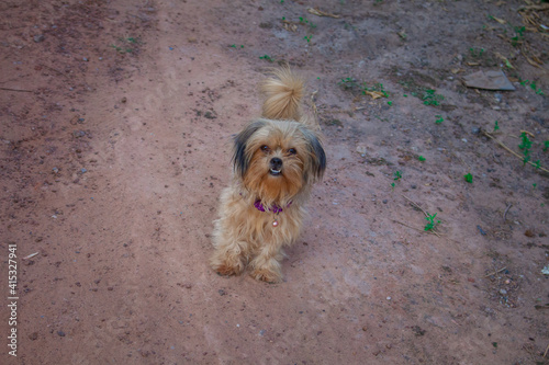 The happiness of the dog at my house