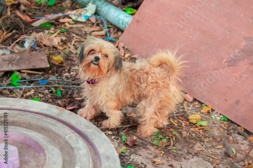 The happiness of the dog at my house