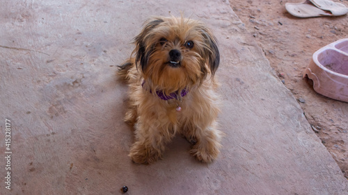 The happiness of the dog at my house