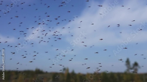 A huge number of mosquitoes (swarms of mosquitoes) live in the mountain low-bush tundra (forest-tundra zone) of the circumpolar North. Super slow motion 1000 fps.
 photo
