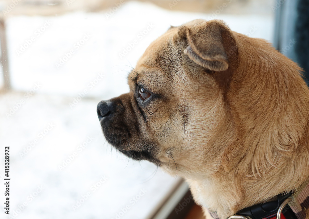 Portrait of a peaceful small pug looking out a window on a snowy day. Profile view. Selective focus Portrait of a peaceful small pug looking out a window on a snowy day. Profile view. Selective focus