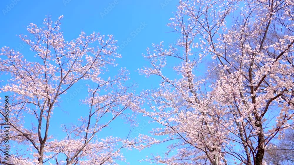 桜 桜