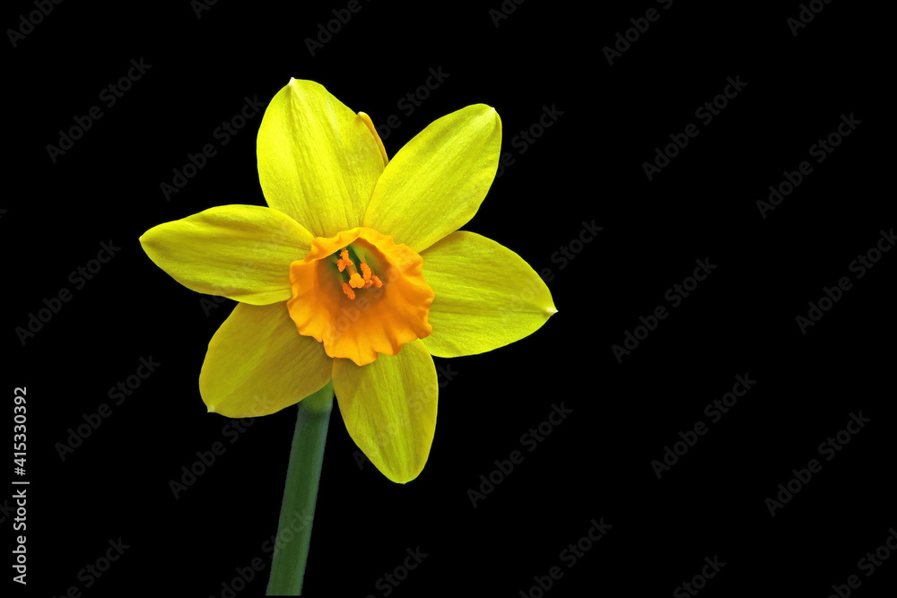 Fototapeta premium Yellow Daffodil - Easter bell - Narcissus with black background