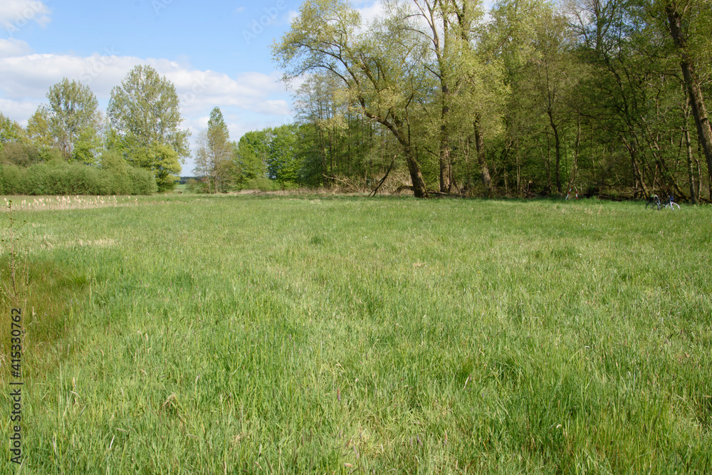 Wiese in einer Lichtung an einem Wäldchen in der Nähe vom Hücker Moor in Spenge. Es ist Frühling. Wiese in einer Lichtung an einem Wäldchen in der Nähe vom Hücker Moor in Spenge. Es ist Frühling.