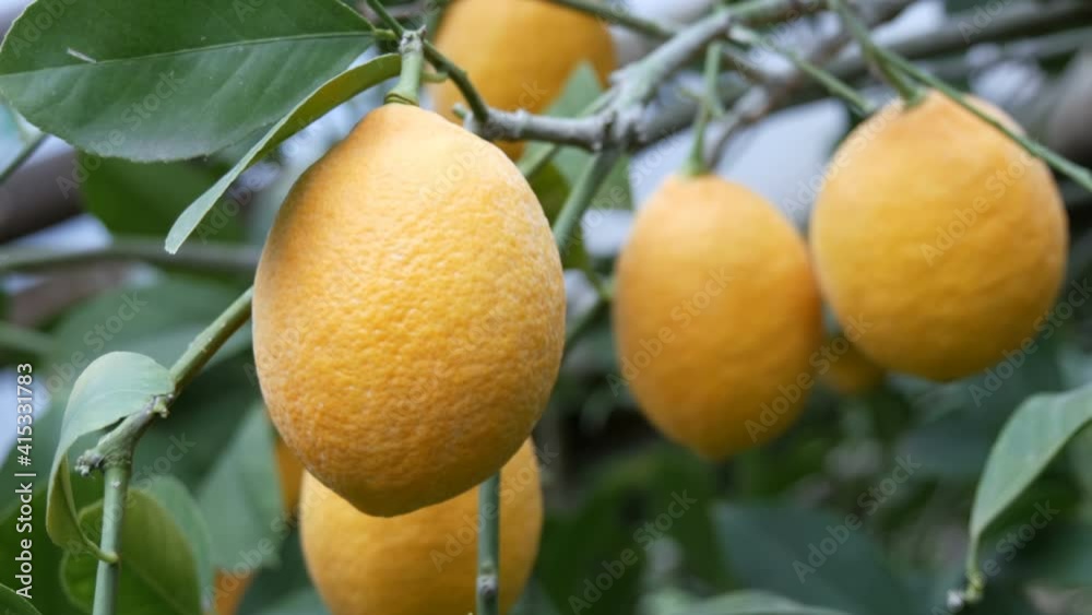Ripening fruit in the garden close up view. Harvest ripe juicy lemons on a tree in a lemonaria greenhouse. Ripening fruit in the garden close up view. Harvest ripe juicy lemons on a tree in a lemonaria greenhouse.