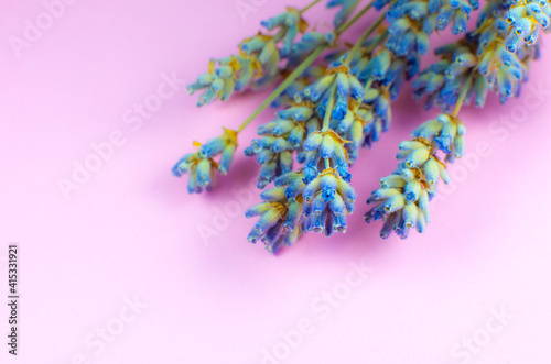 Decorative dry lavender bouquet on pink background. Close up.