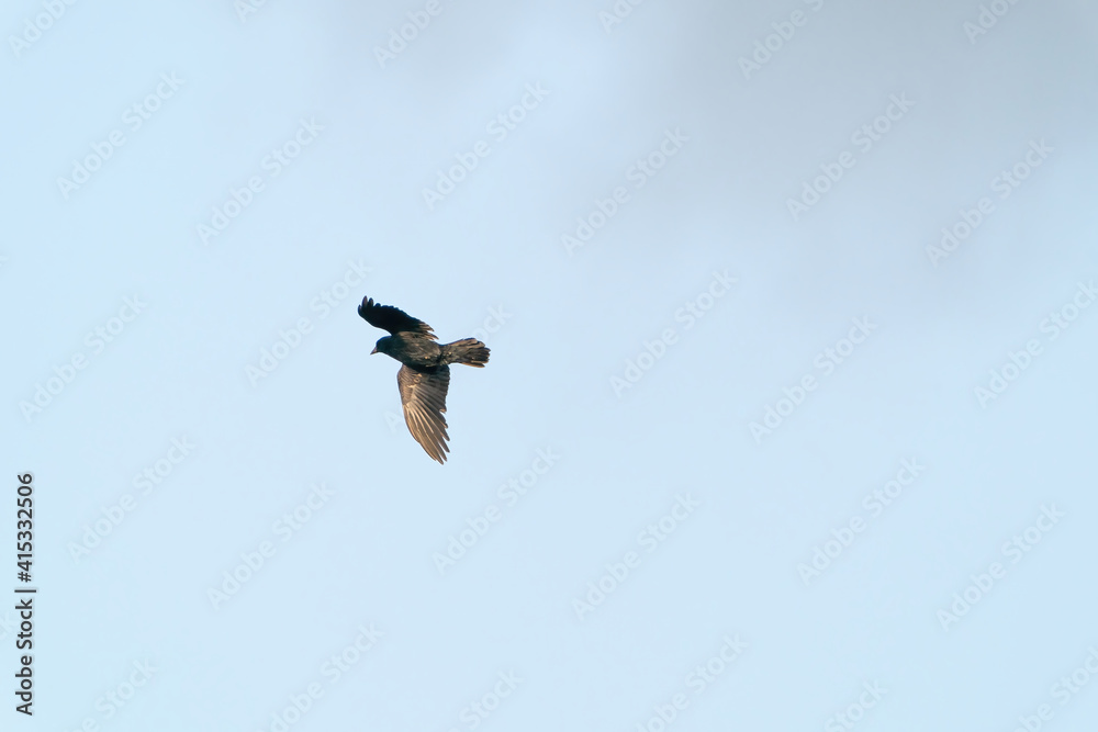 Obraz premium A crow flies in the blue gray cloudy sky above the treetops in winter