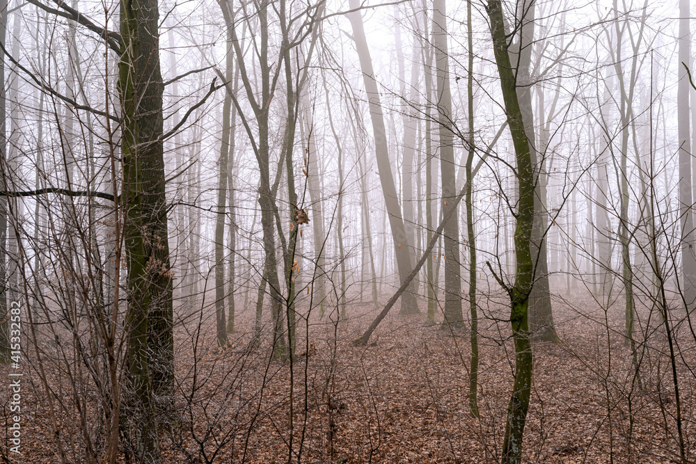 Foggy morning in the forest with trees without leaves Foggy morning in the forest with trees without leaves