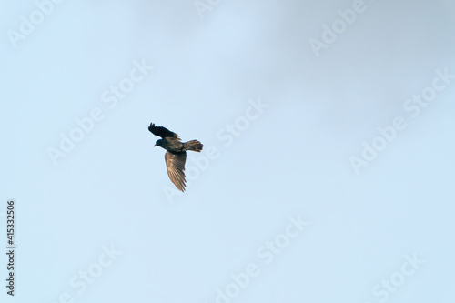 A crow flies in the blue gray cloudy sky above the treetops in winter