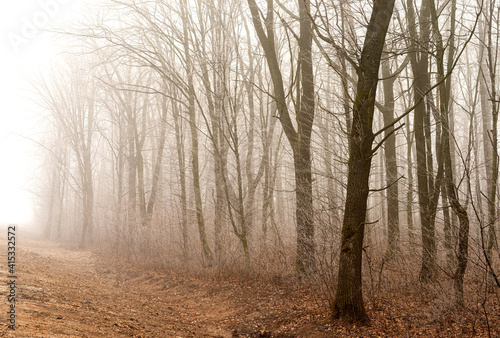 Foggy morning in the forest with trees without leaves