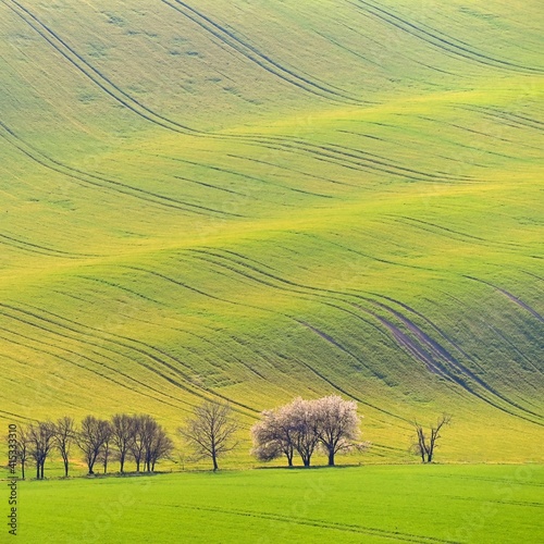 Beautiful spring landscape with green field. Flowering trees. Waves and hills with grass in Moravian Tuscany - Kyjov.