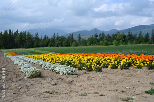 field of tulips