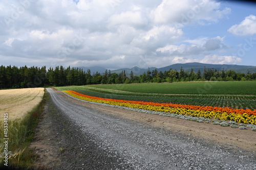 road in the field　with flower