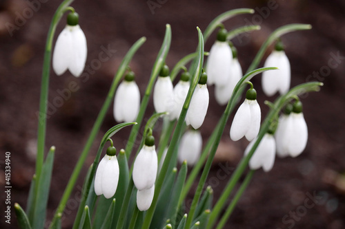 Snowdrops blooming in the forest. First spring flowers close up