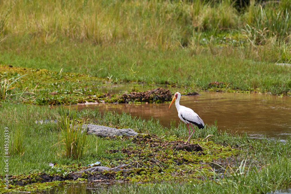 Yellow-billed stork with a crocodile next to it. Yellow-billed stork with a crocodile next to it.