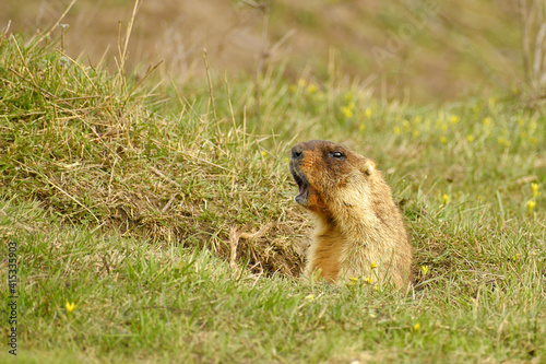 The steppe marmot screams about danger, half leaning out of the hole on a summer day. Bobak marmot, side view, close-up.