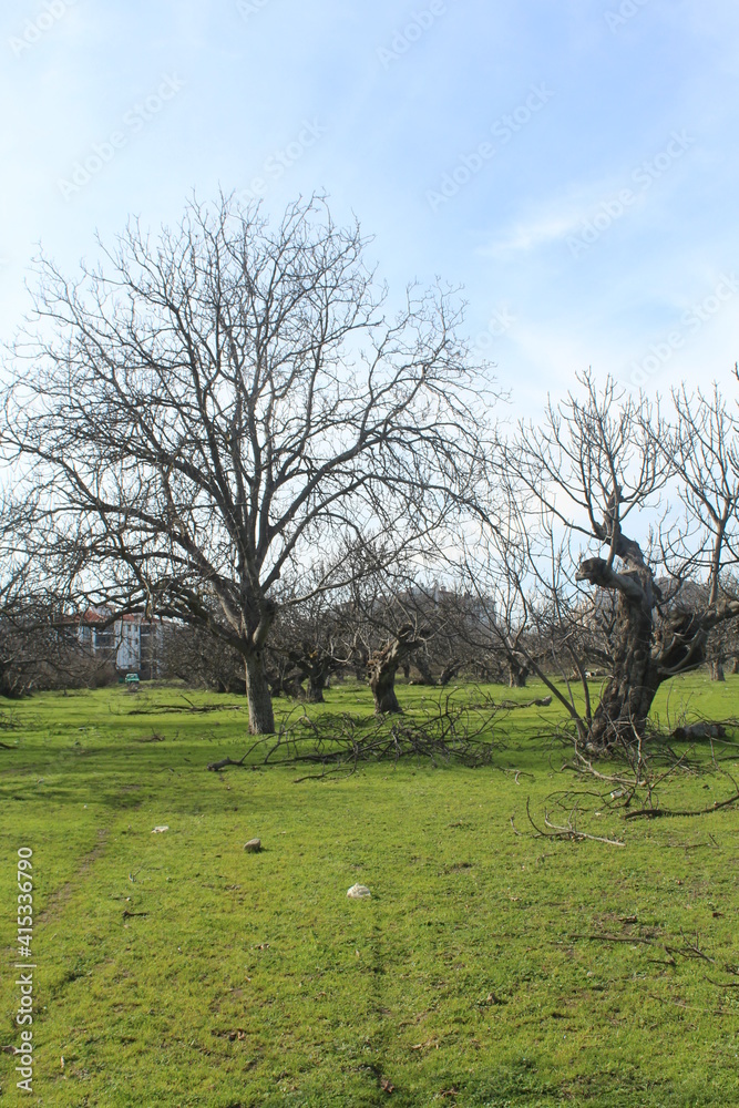 trees in the field