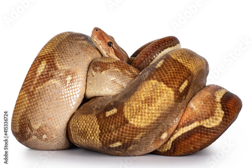 Adult T+ albino Boa Constrictor aka Boa Imperator snake, all curled up. Head protectively covered by body. Isolated on white background.
