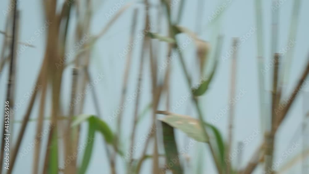 Village Weaver Bird Village Weaver Bird