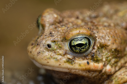 male Natterjack toad (Epidalea calamita)