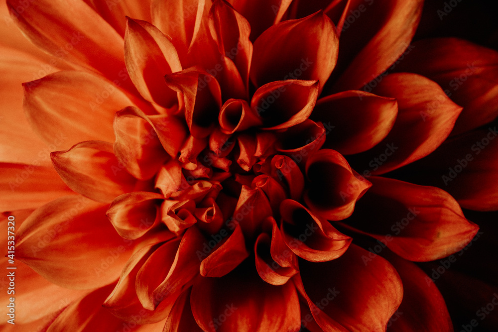 Macro photography of a dark red chrysanthemum. Delicate petals in selective focus. Background of chrysanthemums. Concept of tenderness and fragility for the mother Macro photography of a dark red chrysanthemum. Delicate petals in selective focus. Background of chrysanthemums. Concept of tenderness and fragility for the mother