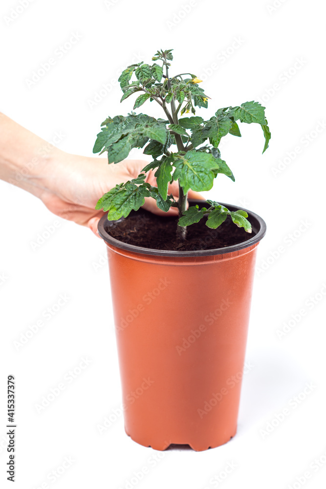 seedlings in a pot, soon spring seedlings in a pot, soon spring